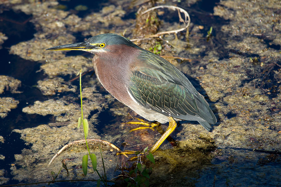 Little Green Heron Photograph by Phil Stone