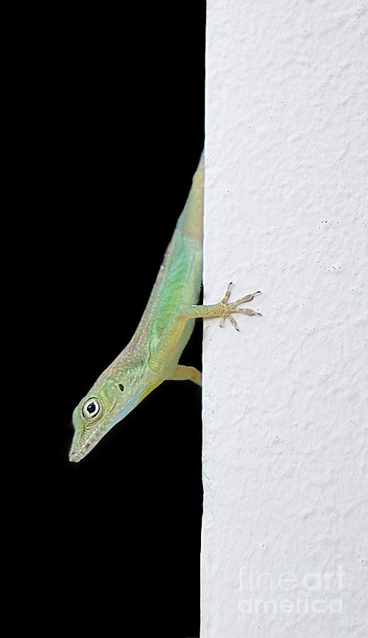 Little Green Lizard Photograph by Lilliana Mendez