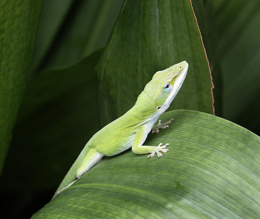 Little Green Lizard Photograph by Marilyn Hunt
