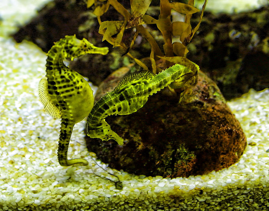 Little Green Seahorses Photograph by Linda Phelps