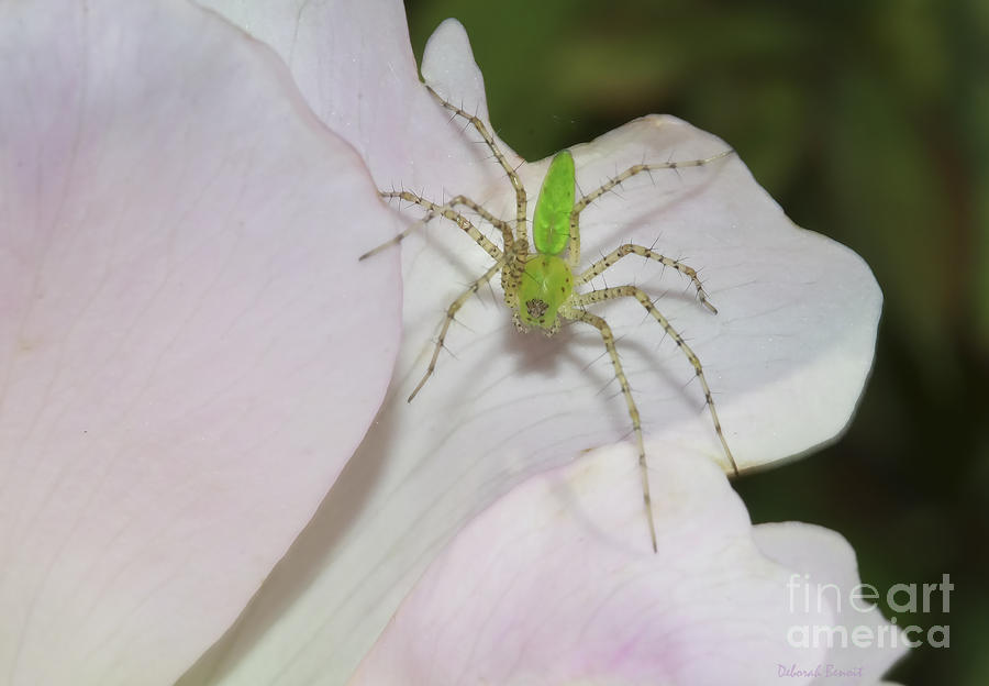 Little Green Spider Photograph by Deborah Benoit