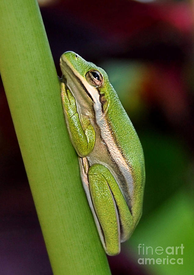 Little Green Tree Frog Photograph by Kathy Baccari