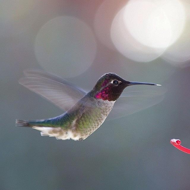 Hummingbird Photograph - Little Guy Enjoying The Warm Weather by Patty Warwick