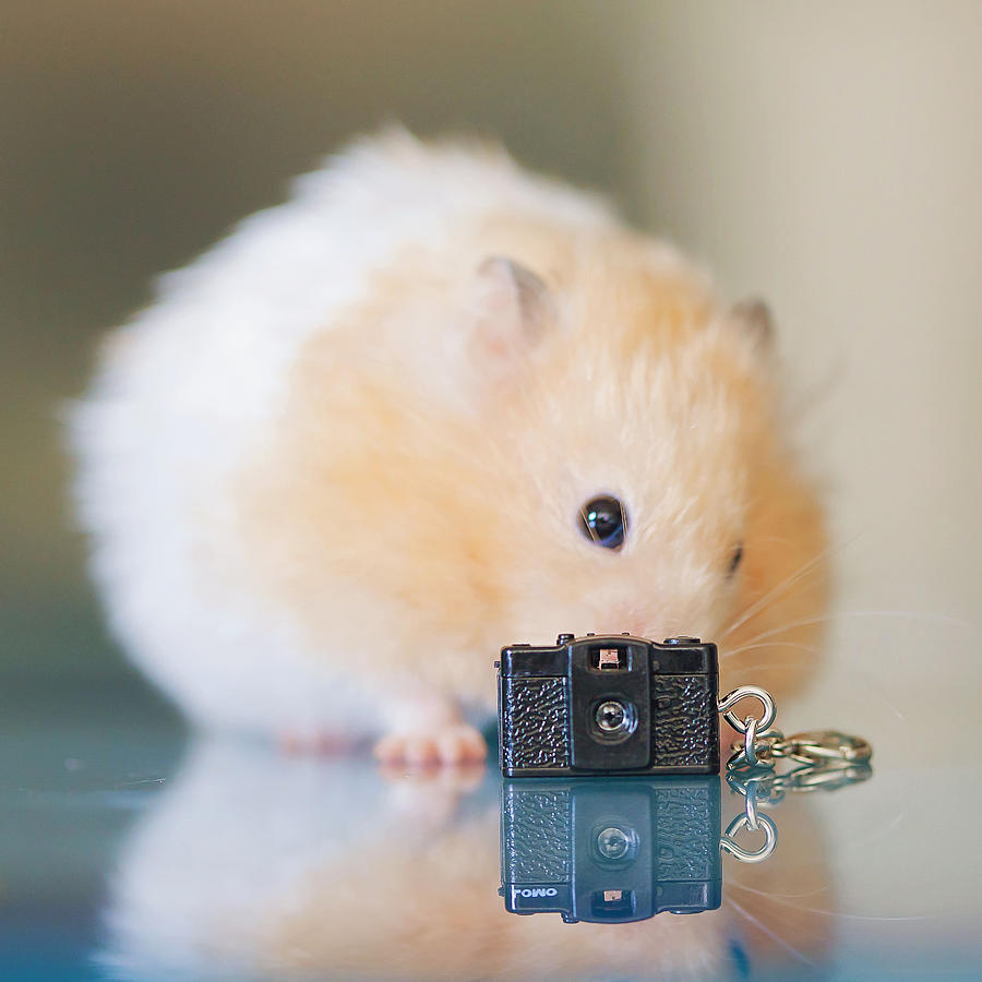 https://images.fineartamerica.com/images-medium-large-5/little-hamster-and-tiny-toy-camera-carol-yepes.jpg