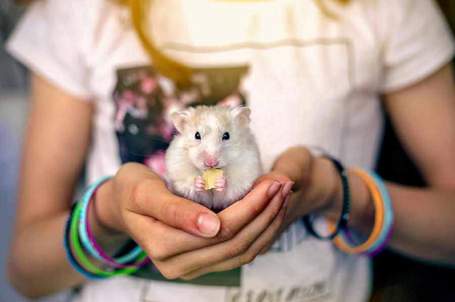Little hamster eating cheese in a girls hands Photograph by Sol de Zuasnabar Brebbia