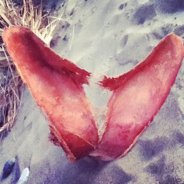 Little heart Palm On The Beach This Photograph by Louise Gale