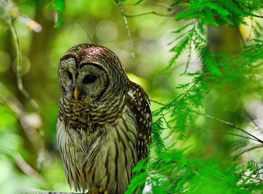 Owl Photograph - Little Hoot Owl by Pamela Blizzard