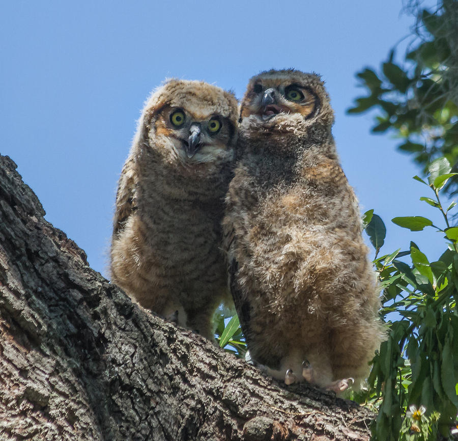 Little Hoots Photograph by Jane Luxton