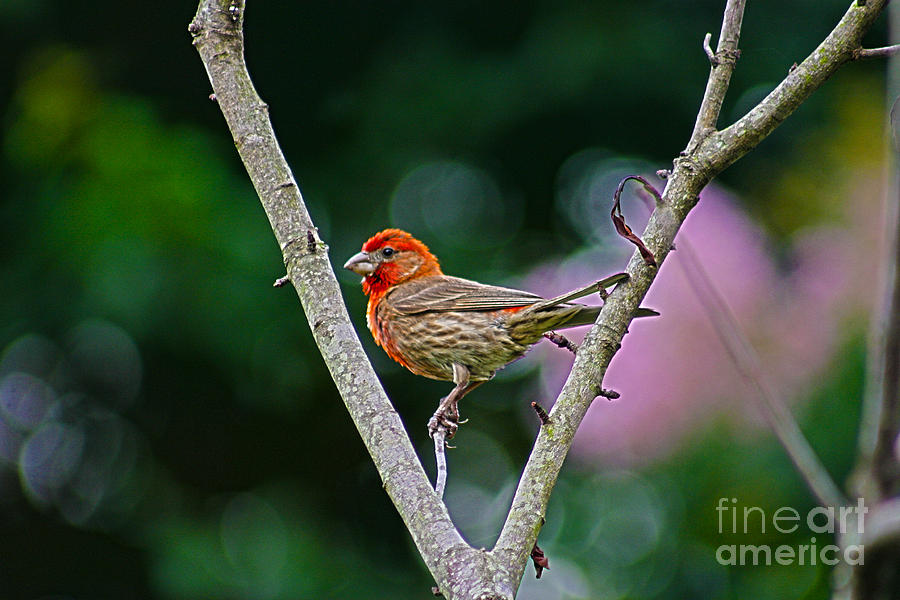 Little House Finch Red Bird Photograph by D Wallace