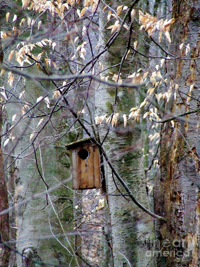 little house on the woods little house on the woods