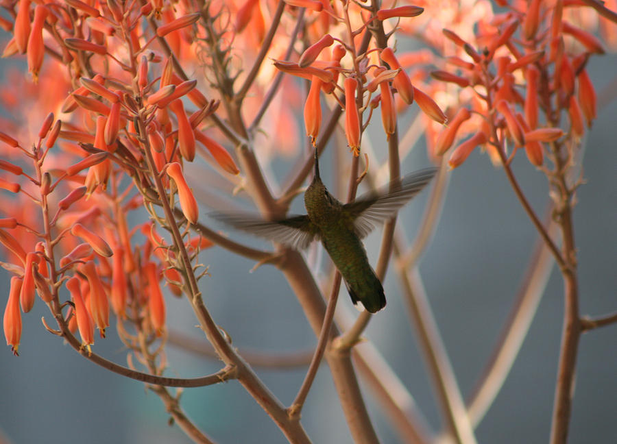 Hummingbird Photograph - Little Hummingbird by Marna Edwards Flavell
