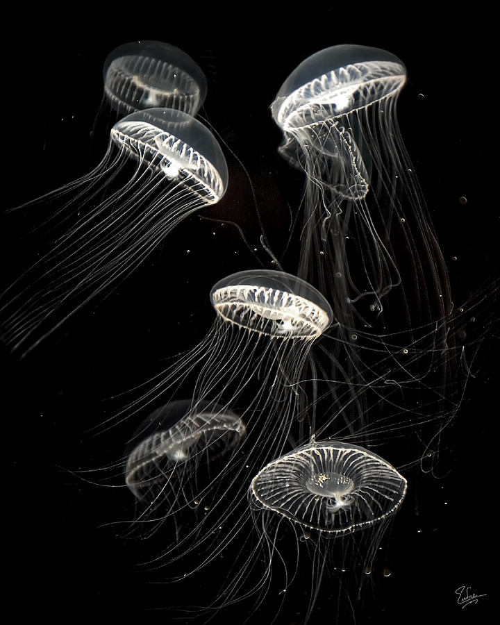 Little Jellies Photograph by Endre Balogh