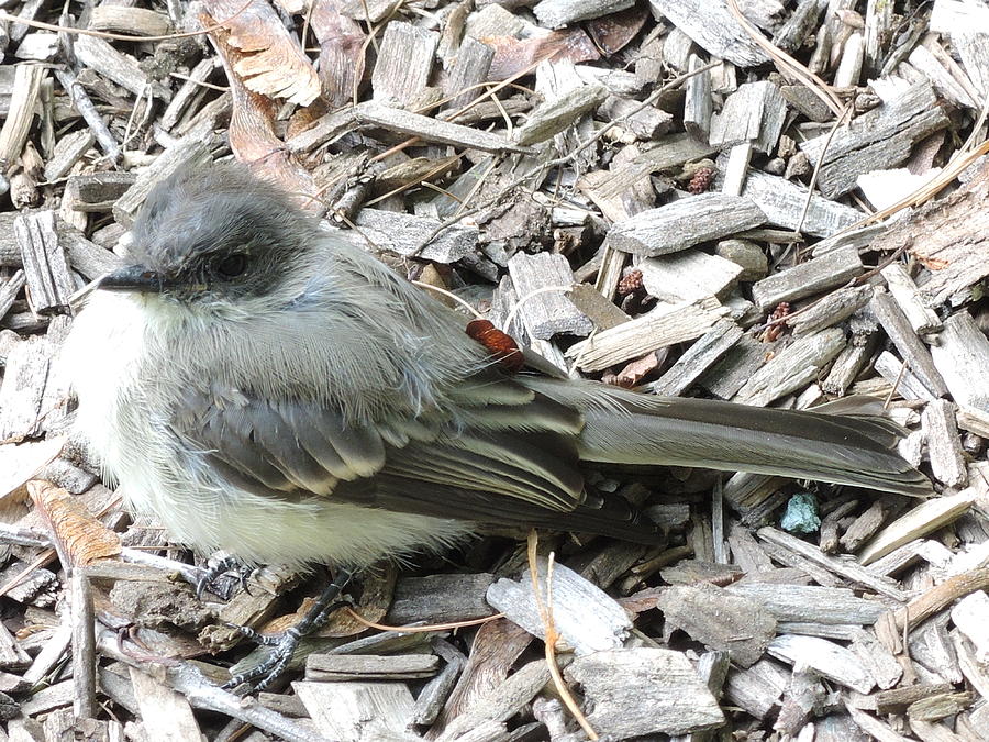 Little Junco Photograph by Chrissey Dittus