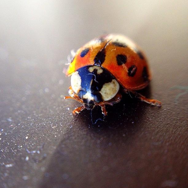 Ladybug Photograph - Little Lady by Michael Gonzalez