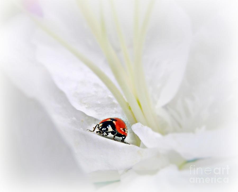 Little Ladybug Mixed Media by Morag Bates