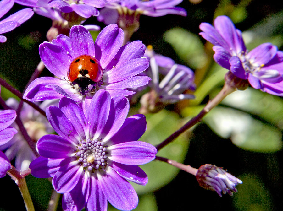Ladybug Photograph - Little Ladybug by Her Arts Desire