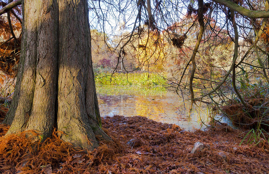 Fall Photograph - Little Lake by Maj Seda