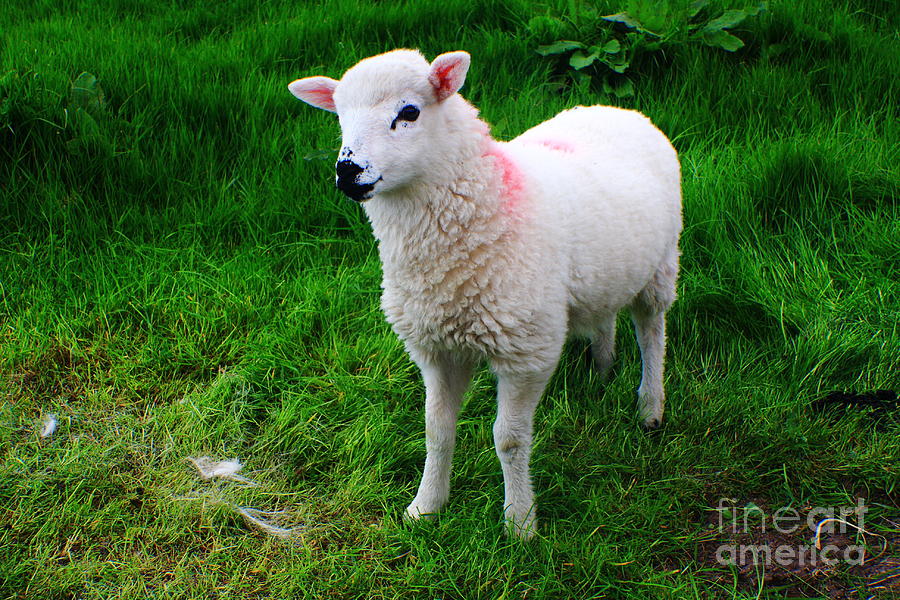 Little Lamb Photograph by Aidan Moran