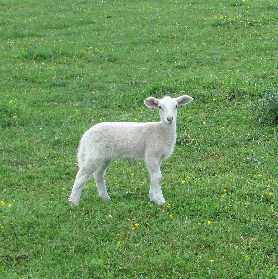 Little Lamb Photograph by Diannah Lynch