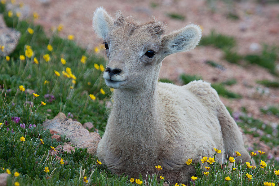 Little Lamb Photograph by Jim Garrison