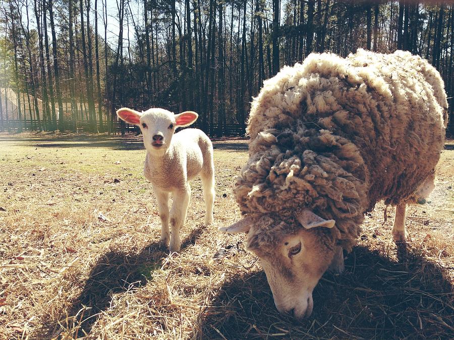 Little Lamb Photograph by Phoebe Ford Reid