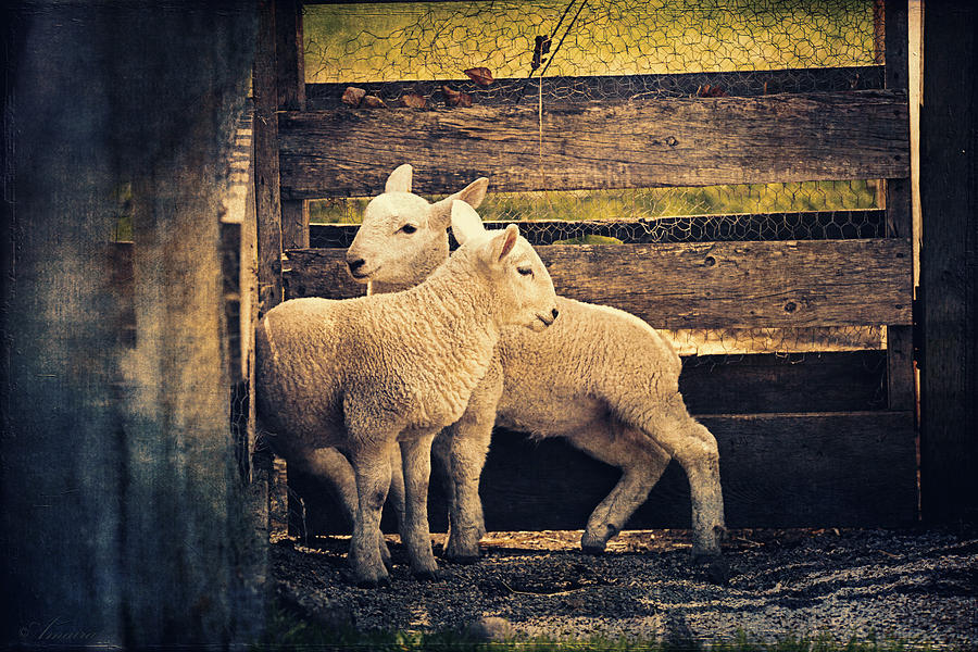 Little Lambs Playing Together I Photograph by Maria Angelica Maira