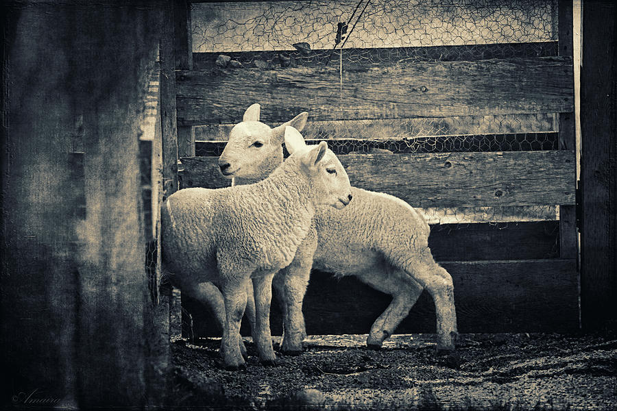 Little Lambs Playing Together Photograph by Maria Angelica Maira