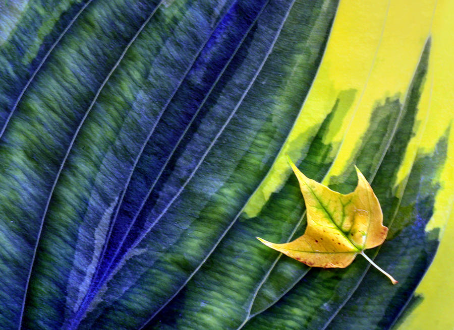 Little Leaf on Big Leaf Photograph by Carolyn Derstine