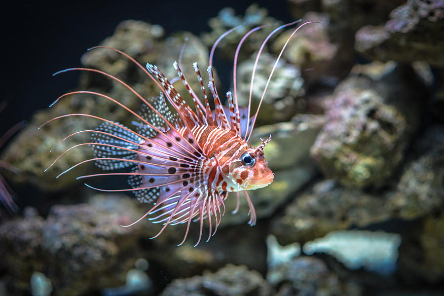 Little Lion Fish Photograph by Ronda Broatch