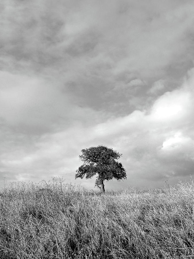 Black And White Photograph - Little Lone Oak Tree by Pamela Patch