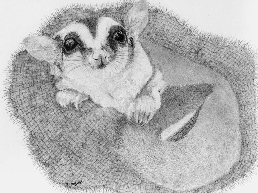 Wildlife Drawing - Little Lucy Lu by Wendy Brunell
