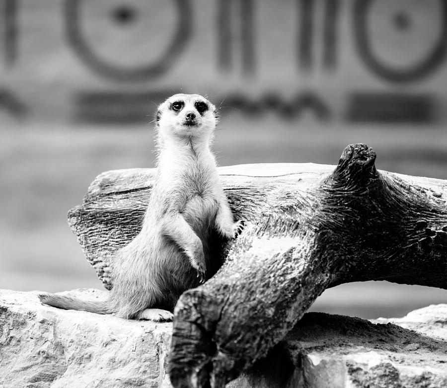 Black And White Photograph - Little Meerkat by Pati Photography