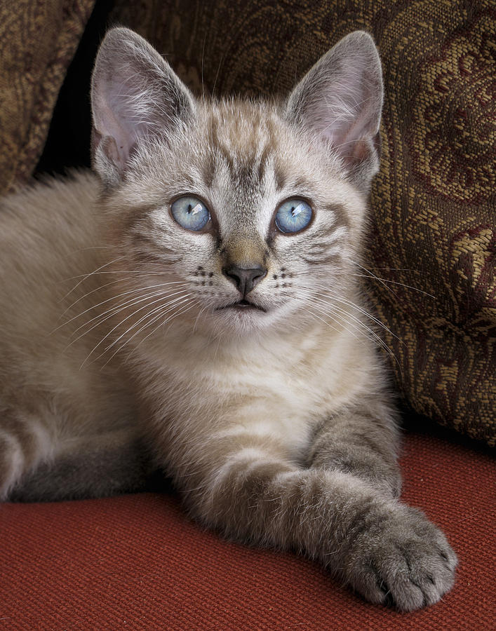 Little Miss Blue Eyes Photograph by David and Carol Kelly