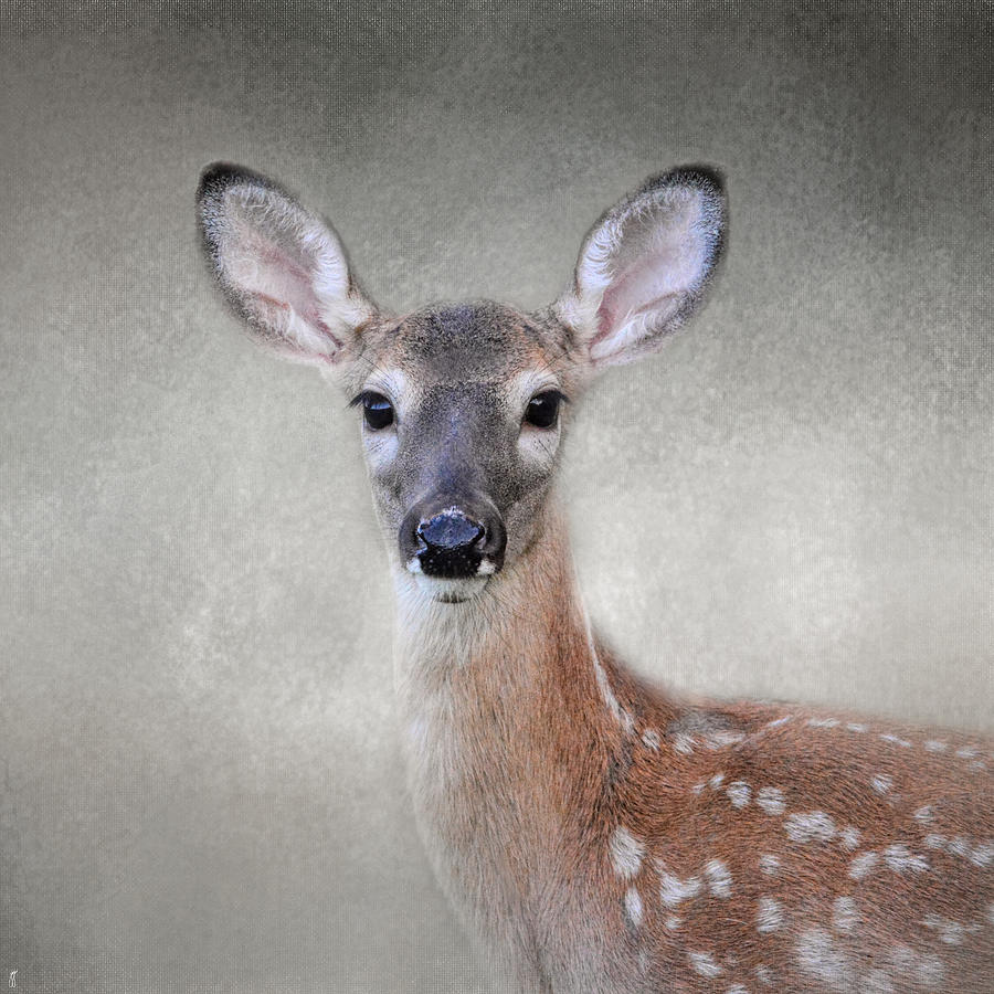 Little Miss Lashes - White Tailed Deer - Fawn Photograph by Jai Johnson