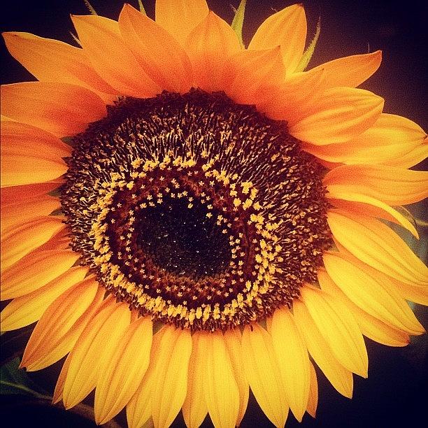 Sunflower Photograph - Little Miss Sunshine #sunflower by Lea Kuna
