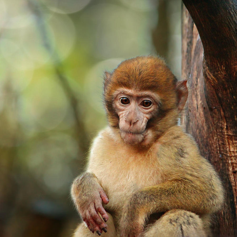 Little Monkey Photograph by Heike Hultsch