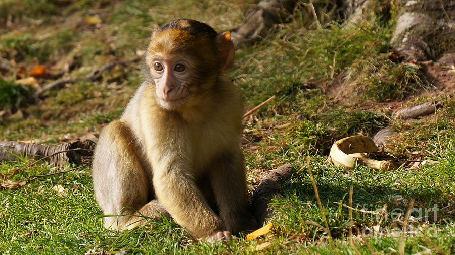 Little Monkey Photograph by MSVRVisual Rawshutterbug