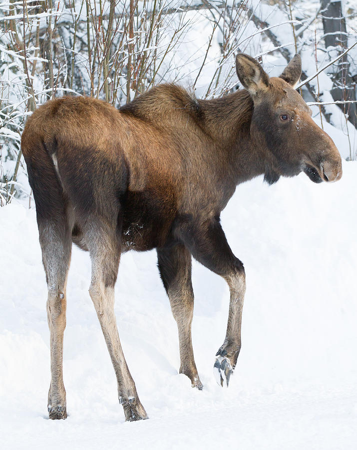 Little Moose Photograph by Dee Carpenter | Fine Art America