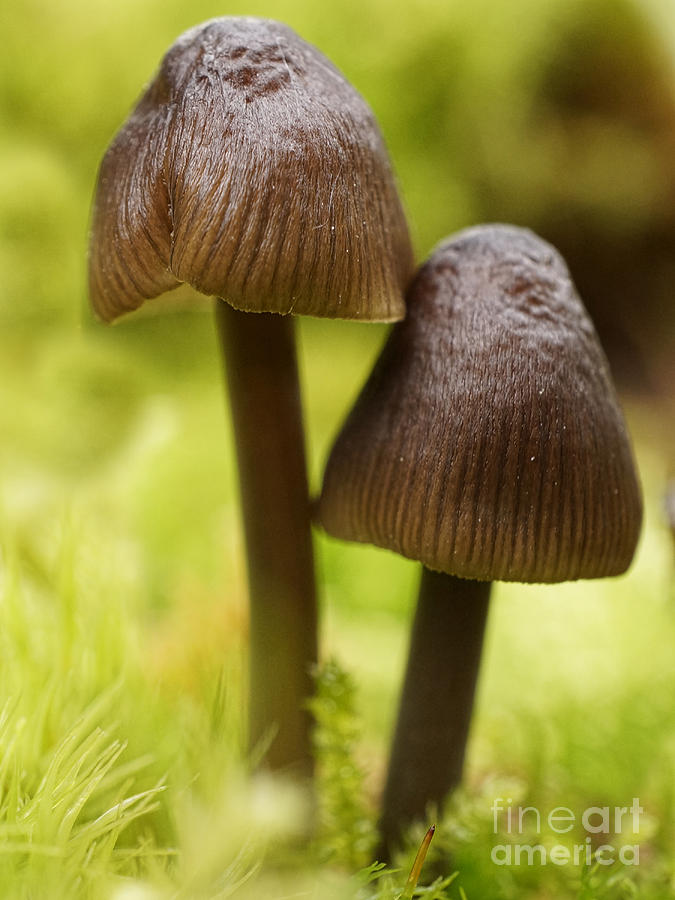 Little mushrooms Photograph by Inge Riis McDonald