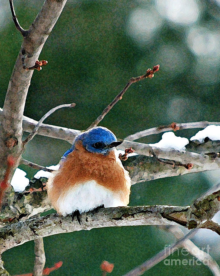 Little Northern Bluebird Photograph by Lila Fisher-Wenzel
