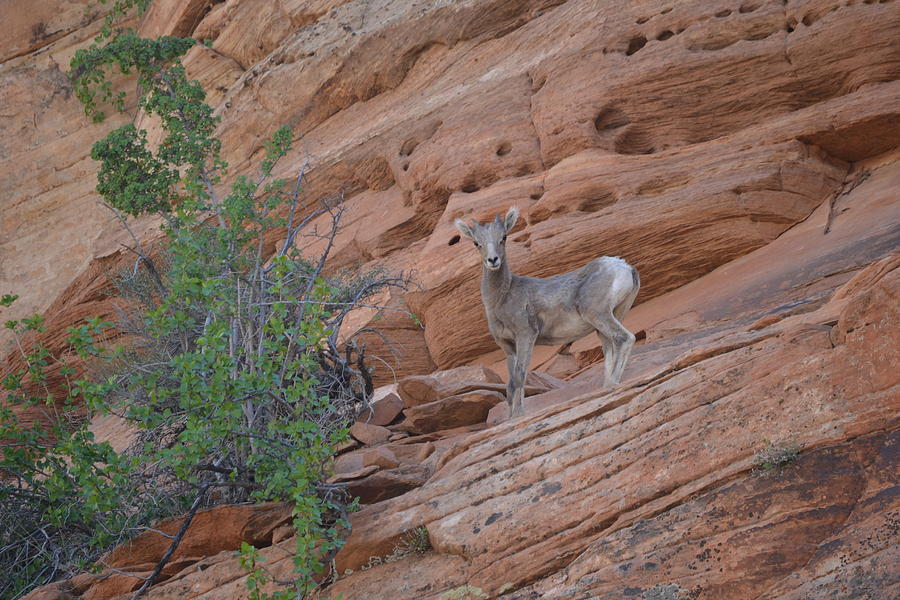 Little Big Horn Photograph by Christine Owens Little Big Horn Photograph by Christine Owens