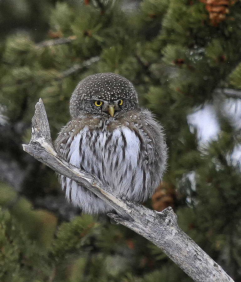 Wildlife Photograph - Little One - Northern Pygmy Owl by Elaine Haberland