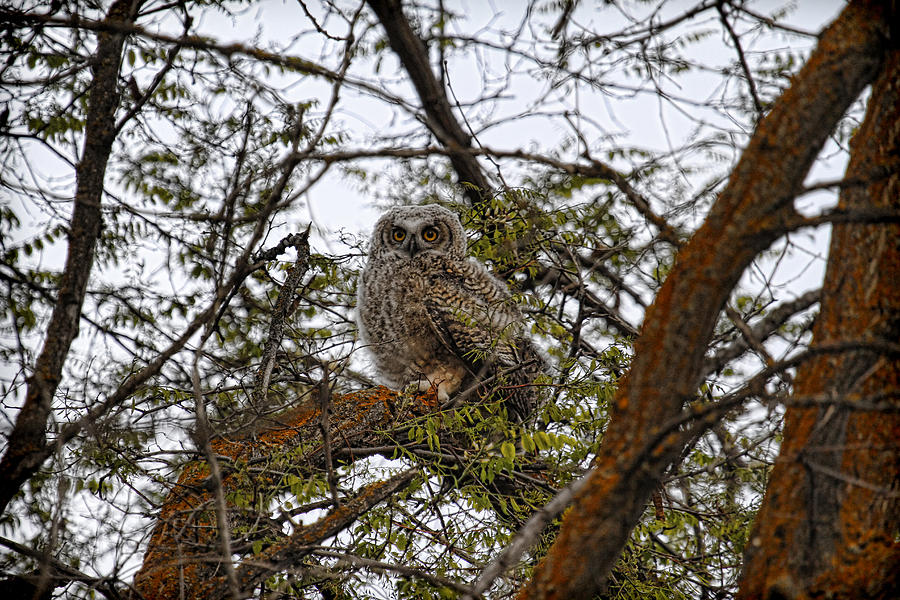 Little One Photograph by Steve McKinzie - Pixels