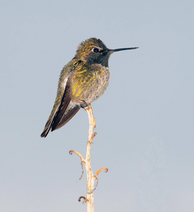 Hummingbird Photograph - Little One by Tam Ryan
