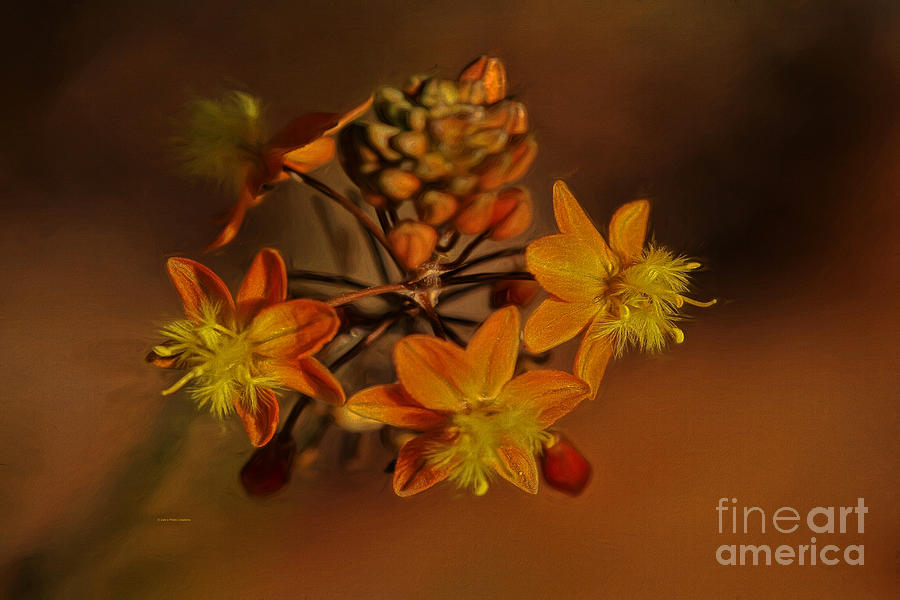 Little Orange Flowers Painting by Deborah Benoit