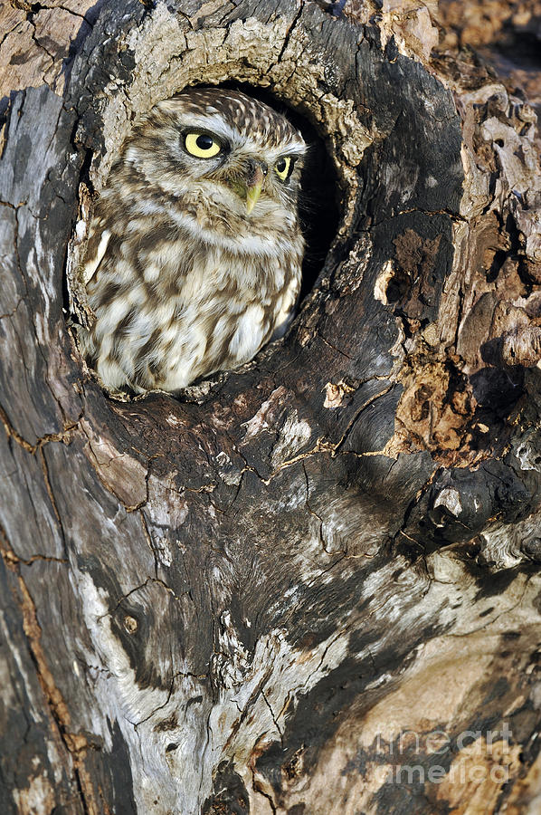 Little owl 3 Photograph by Arterra Picture Library