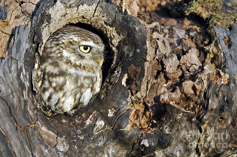 Little owl 4 Photograph by Arterra Picture Library
