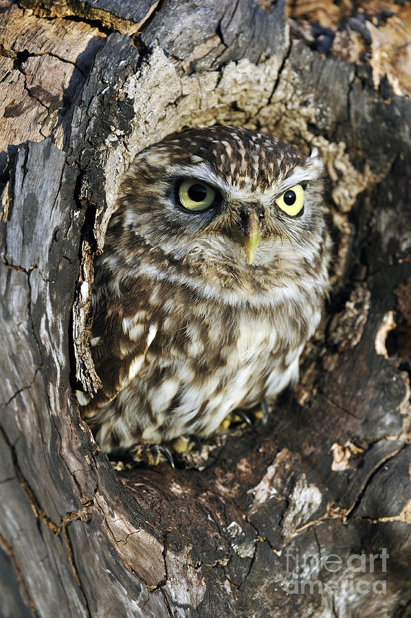 Owl Photograph - Little owl 6 by Arterra Picture Library