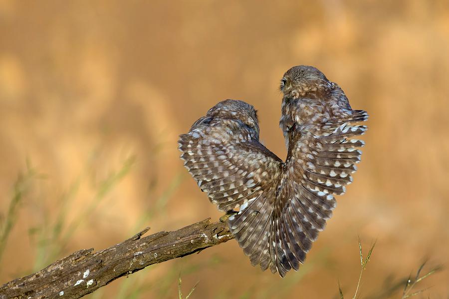 Nature Photograph - Little Owl Athene Noctua Couple by Photostock-israel