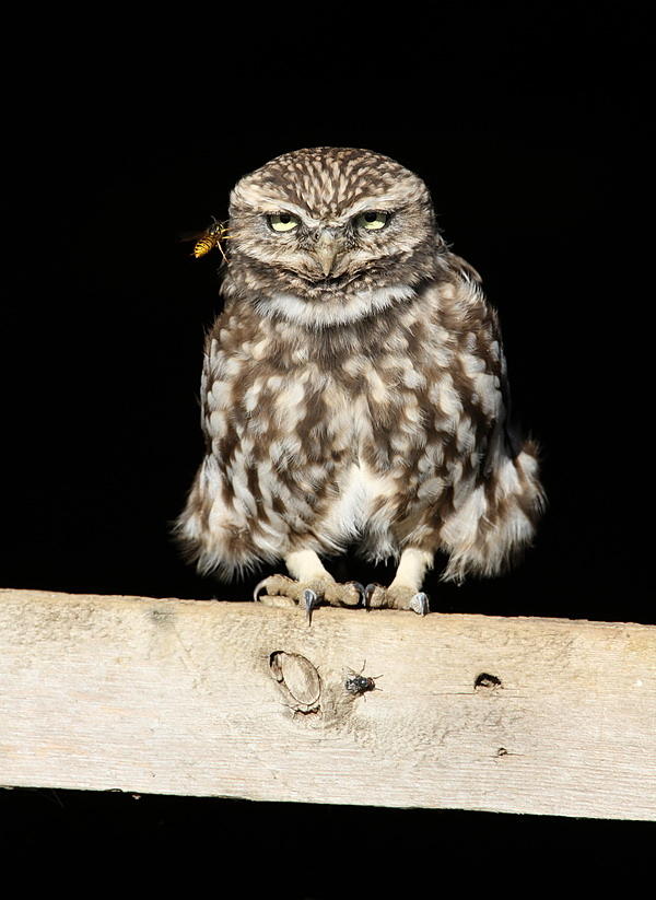 Little owl  Photograph by Dean Eades